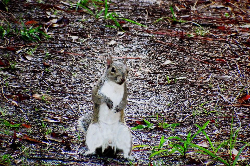 Urban squirrel.