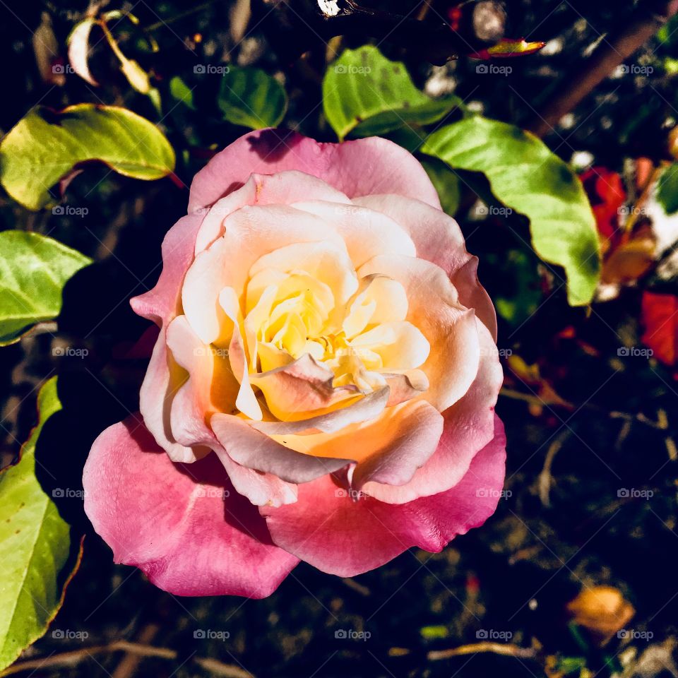 🌼#Flores do nosso #jardim, para alegrar e embelezar nosso dia!
#Jardinagem é nosso #hobby.
🌹
#flor #flowers #flower #pétalas #garden #natureza #nature #flora #photography #fotografia