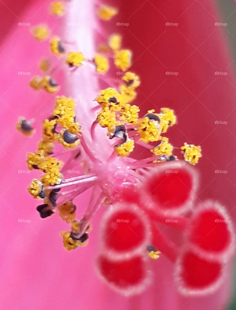 pollens