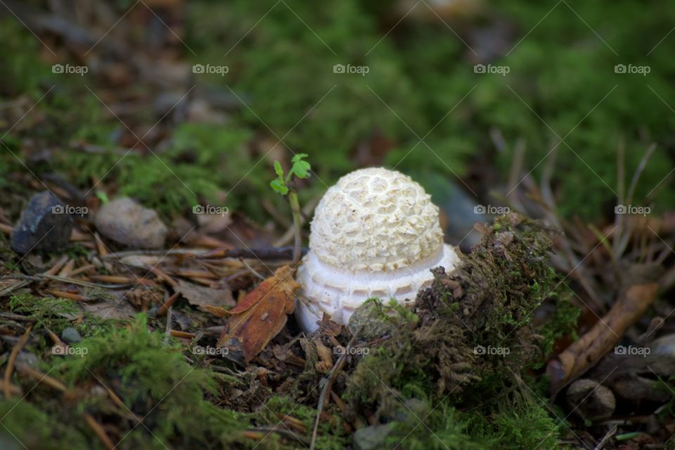 Dome-shaped mushroom on forest floor