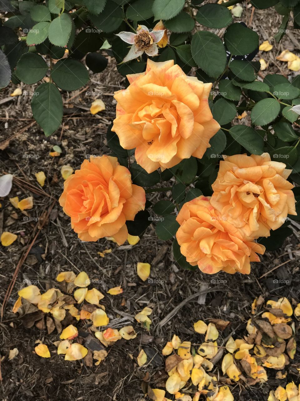 Light orange rose