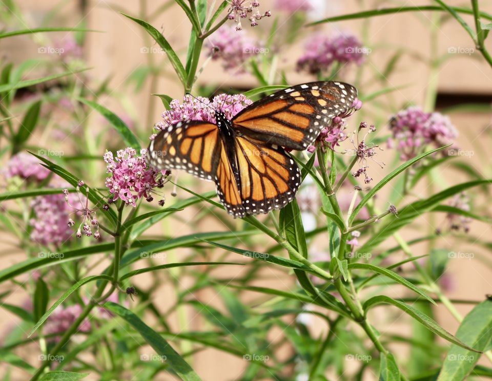 Monarch butterfly on milkweed 