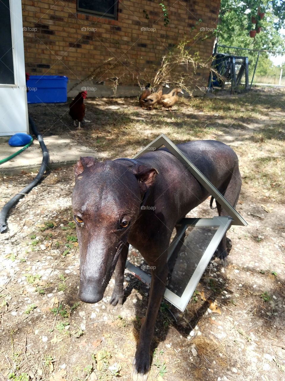 doggie door stuck around dog