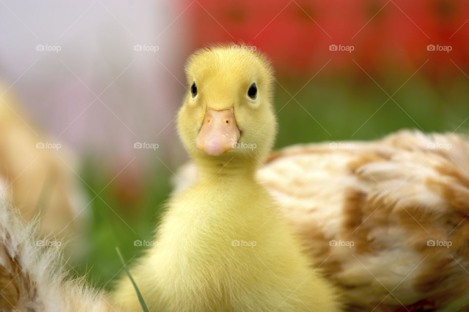duckling
