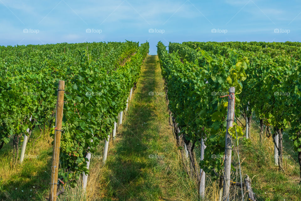 vineyard in the south of Germany