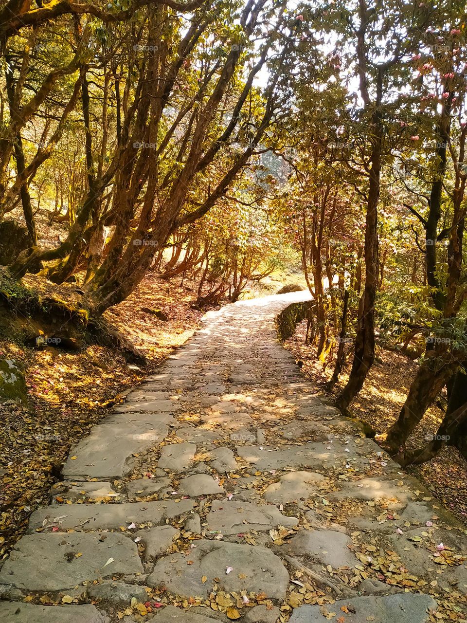 An empty road made of stones in the autumn forest
