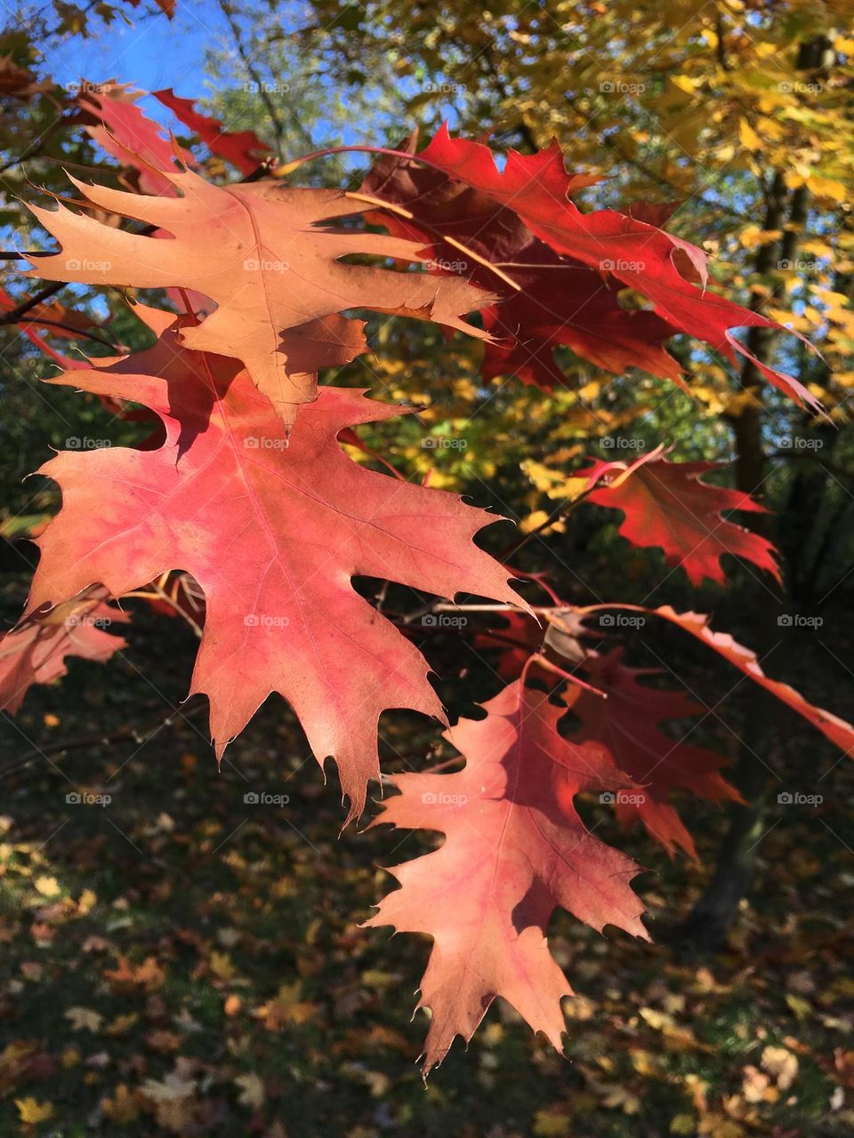 Autumn leafs 