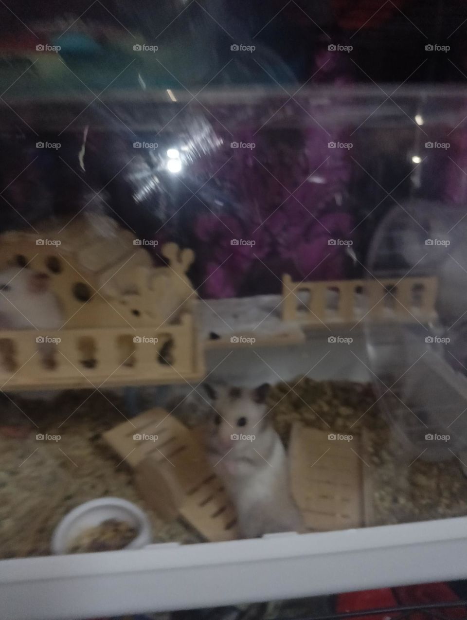 Hamster