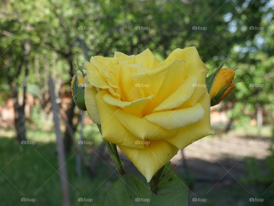 nature, yellow rose