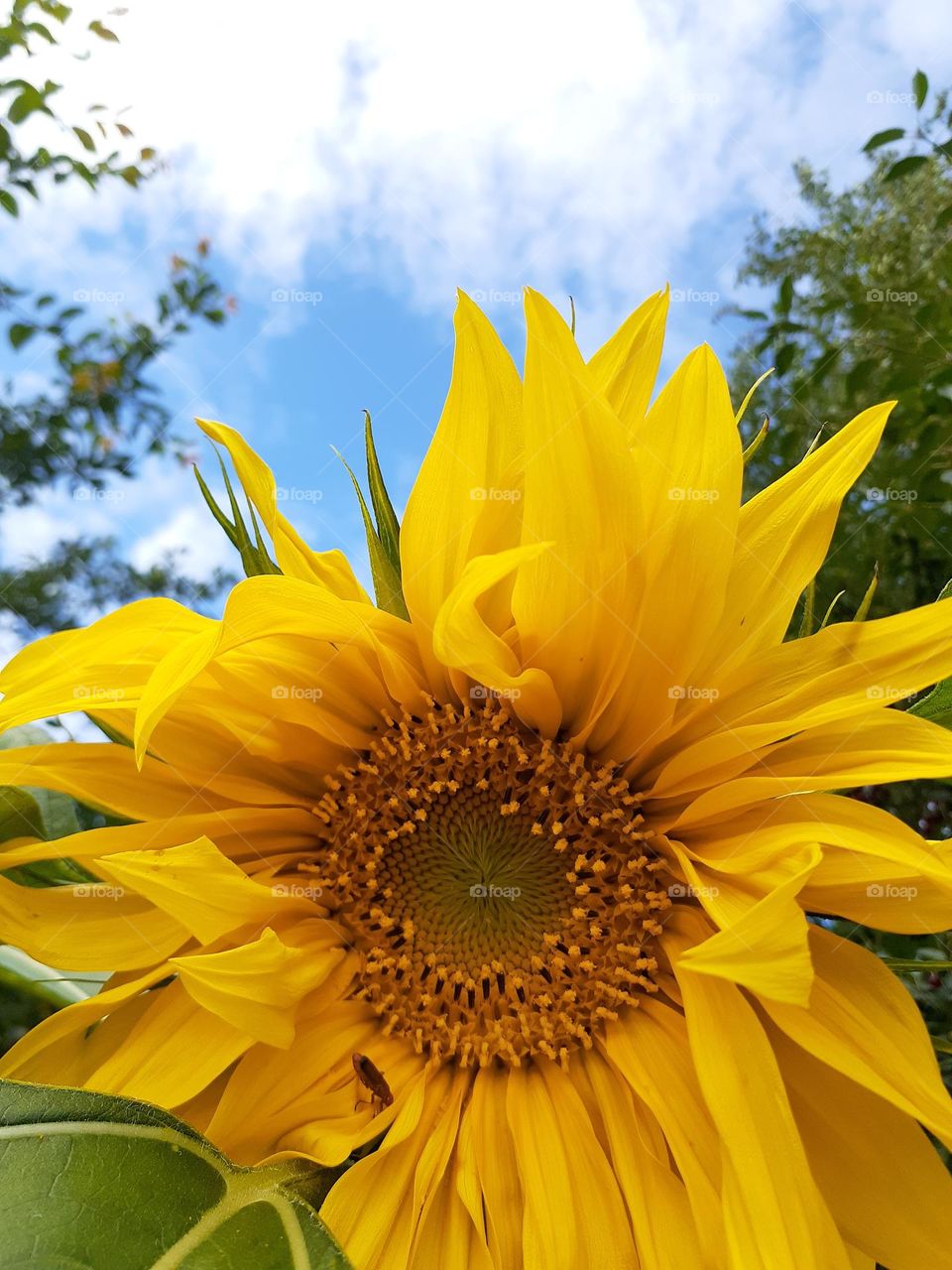 Прекрасний соняшник