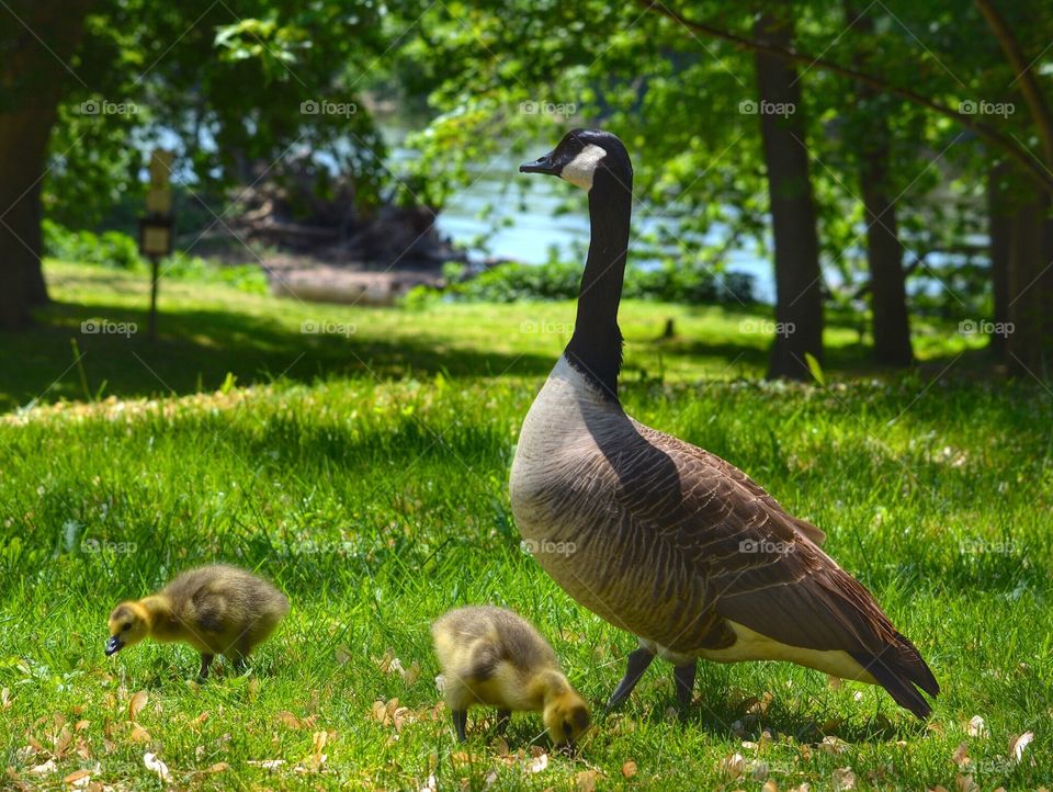 Mother Goose and goslings