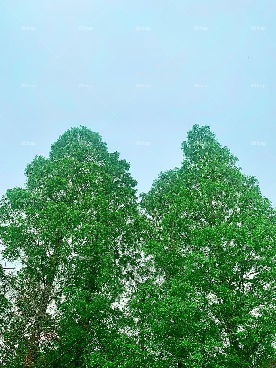 Twin trees 