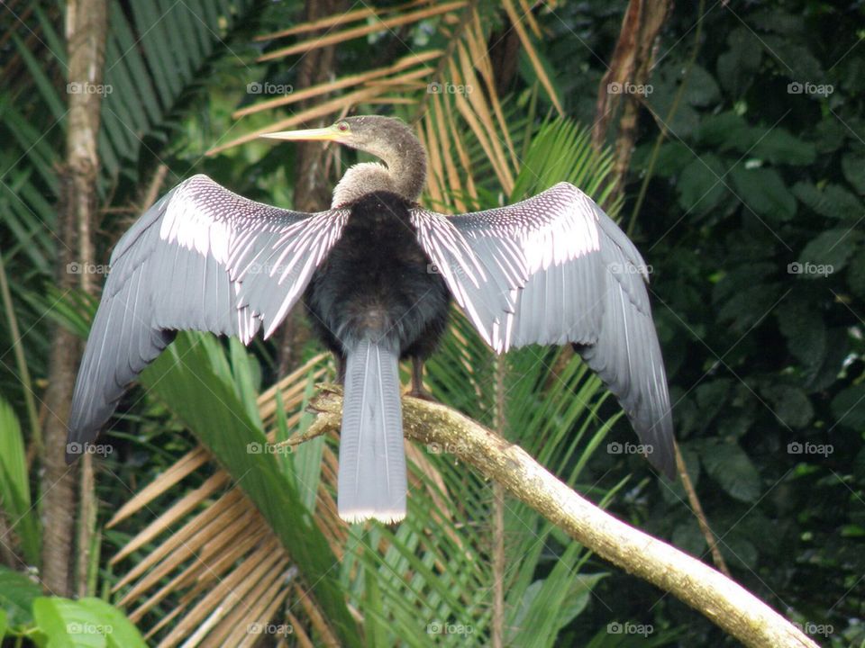 Anhinga with open wings in Costa Rica 