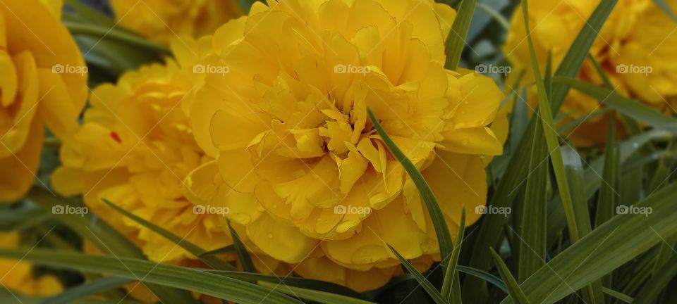 yellow flowers