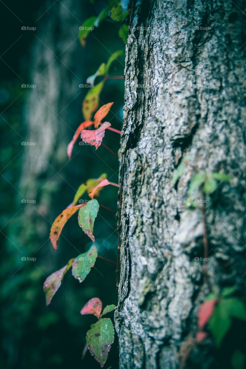 A vine of vibrant colorful changing leaves climbing a large tree showing it's colors against the tree trunk bark