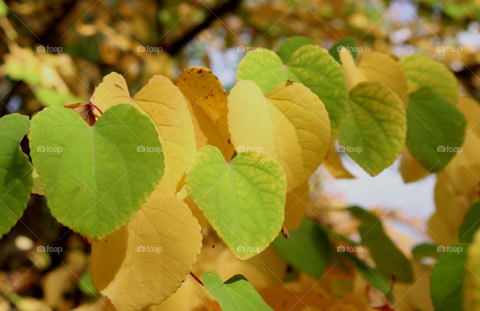 Autumn color leaves