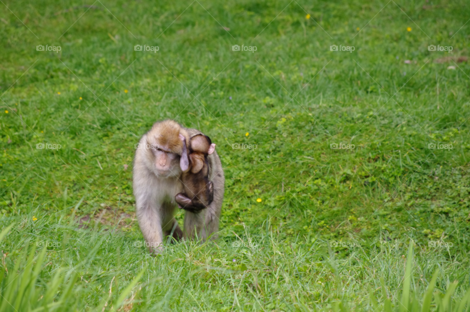 mum monkey playtime youngster by gaillewisbraznell