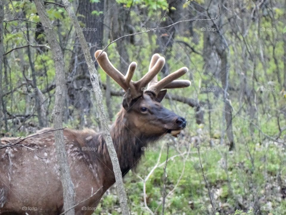 Elk