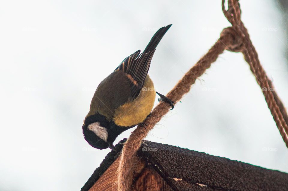 Tit at the feeder