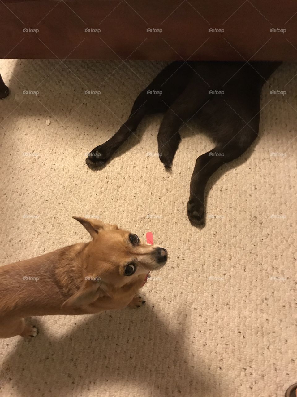 Labrador Retriever hides under bed after chased by chihuahua