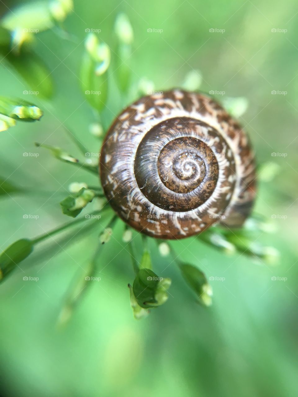 Pretty snail