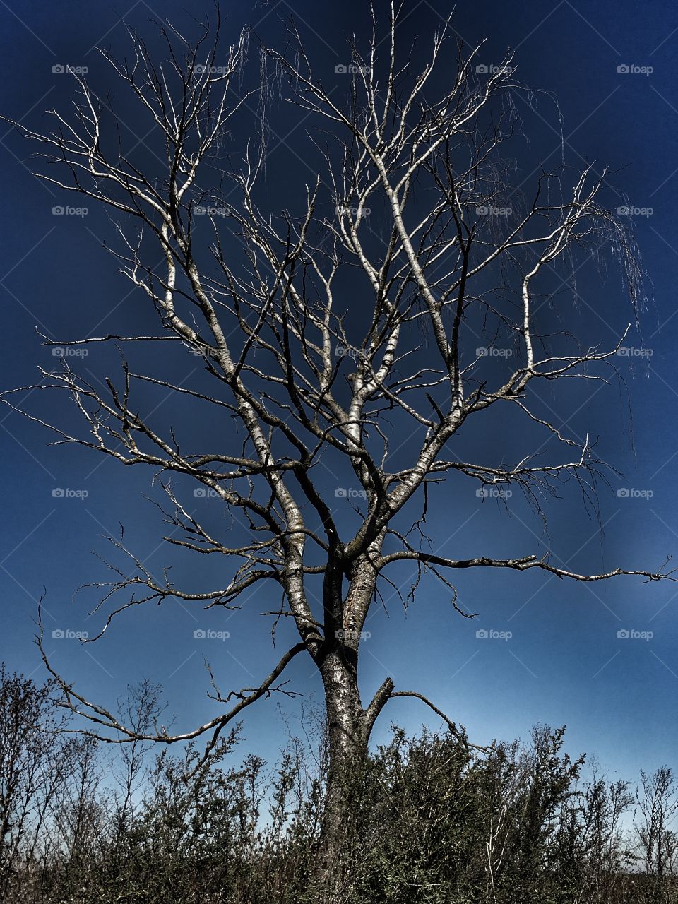 Abgestorbener Baum Düster 