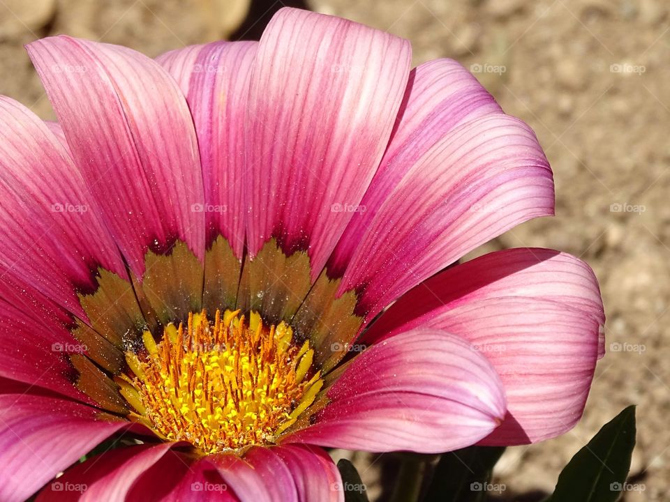 The beauty of the flowers