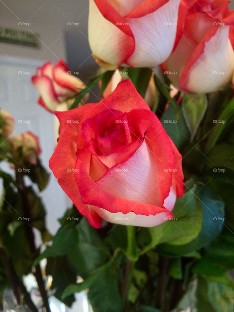Cute professional looking picture of a rose