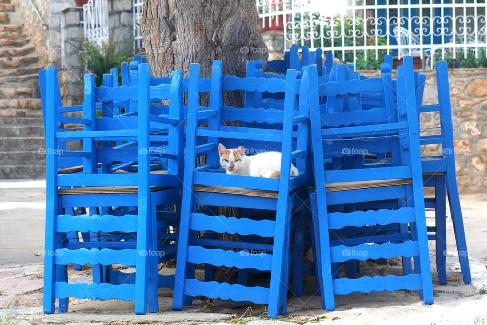 Street cat on chairs
