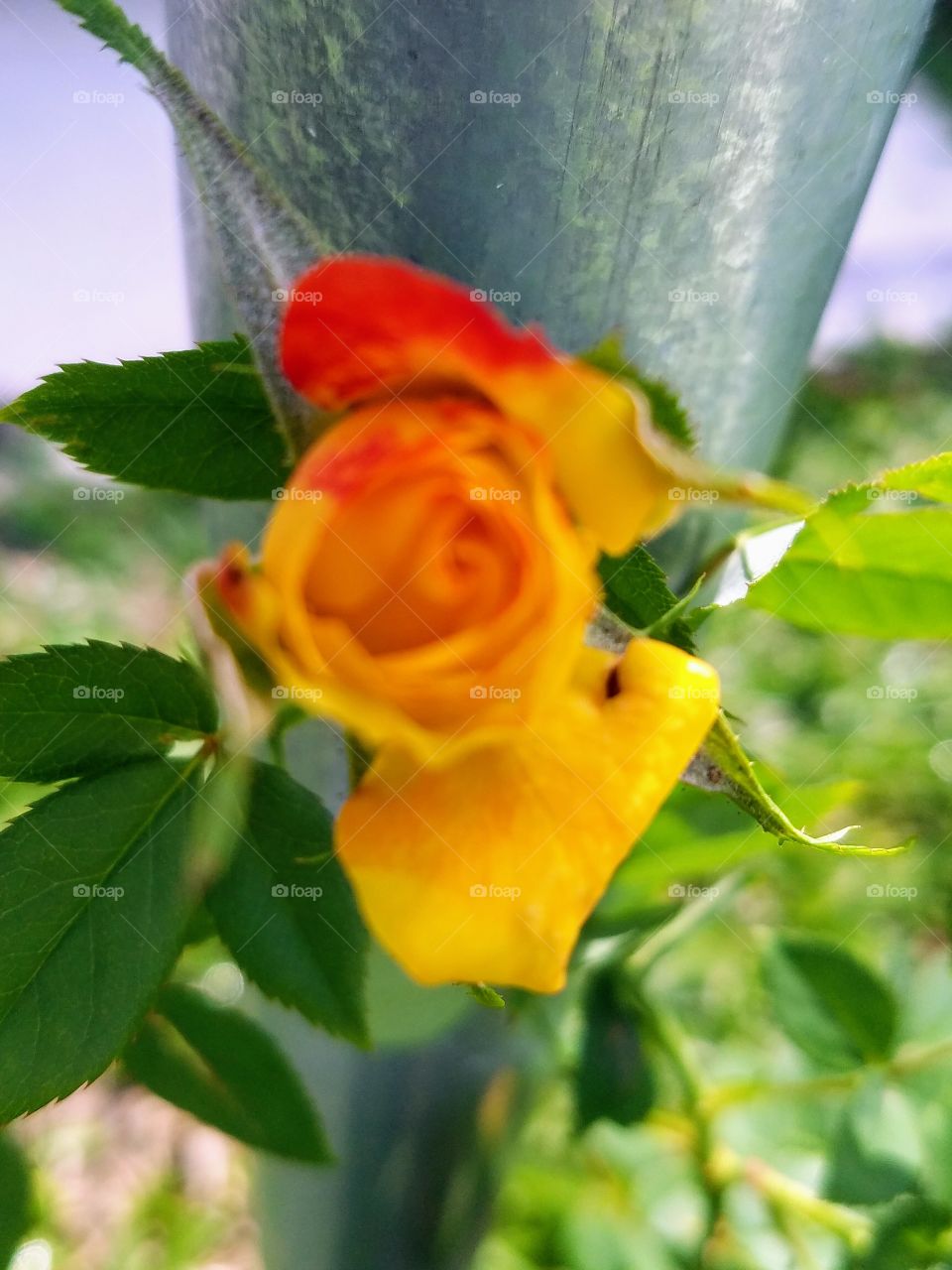 Yellow Rose
