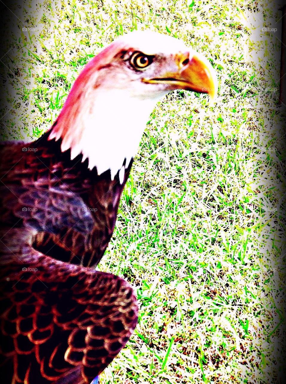 Bald Eagle 