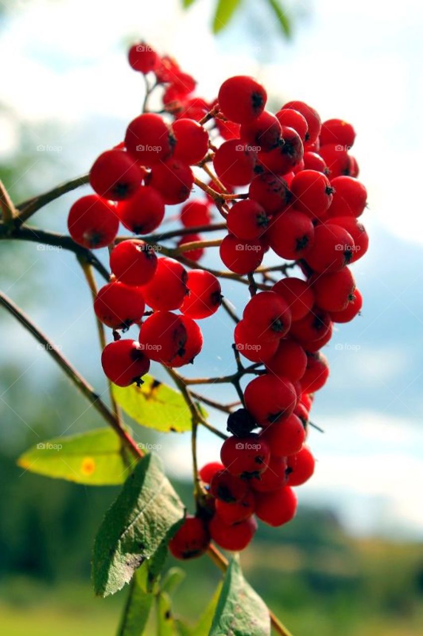 Close-up of rowanberry on tree