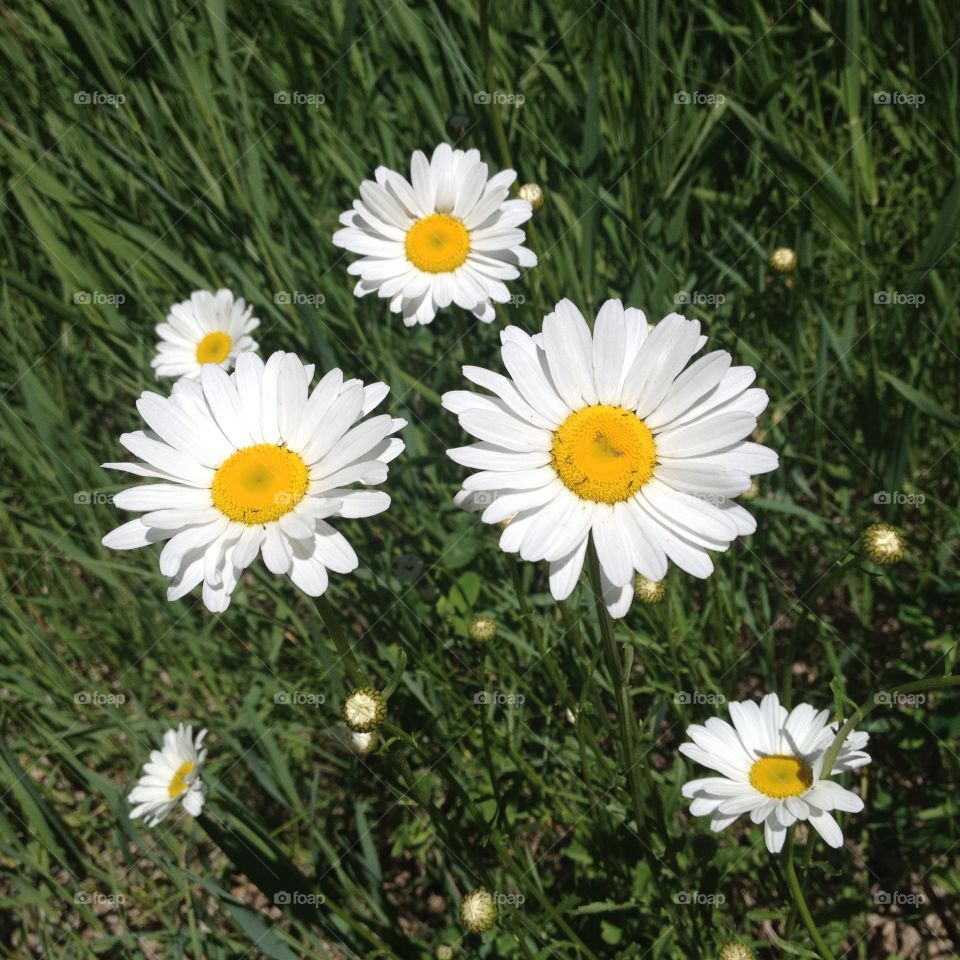 Spring Flowers