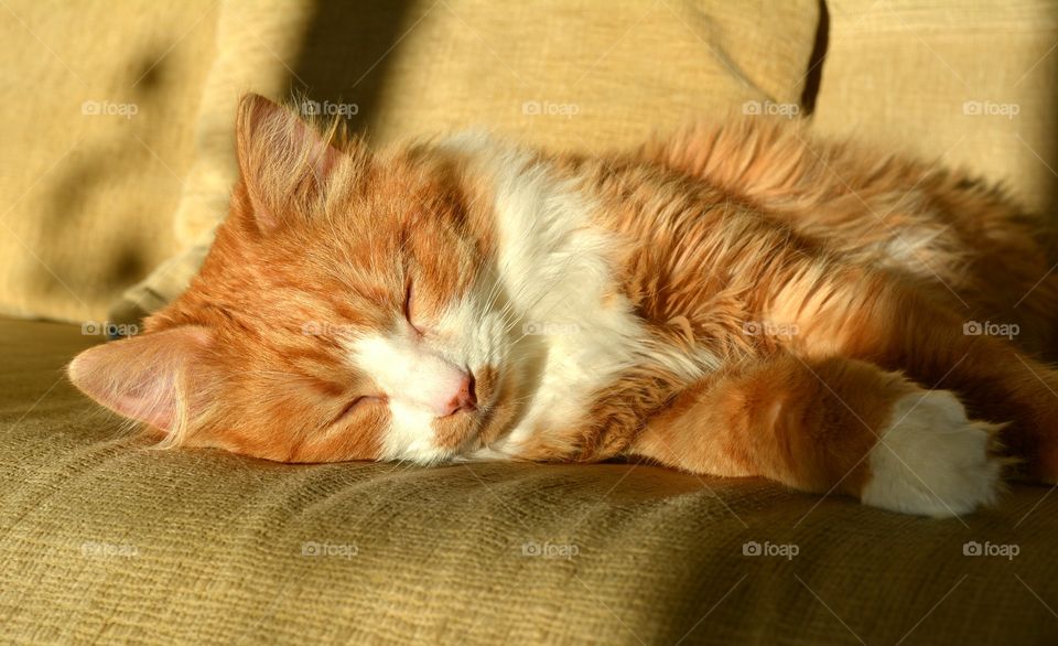 Cat, Pet, Sleep, Cute, Animal