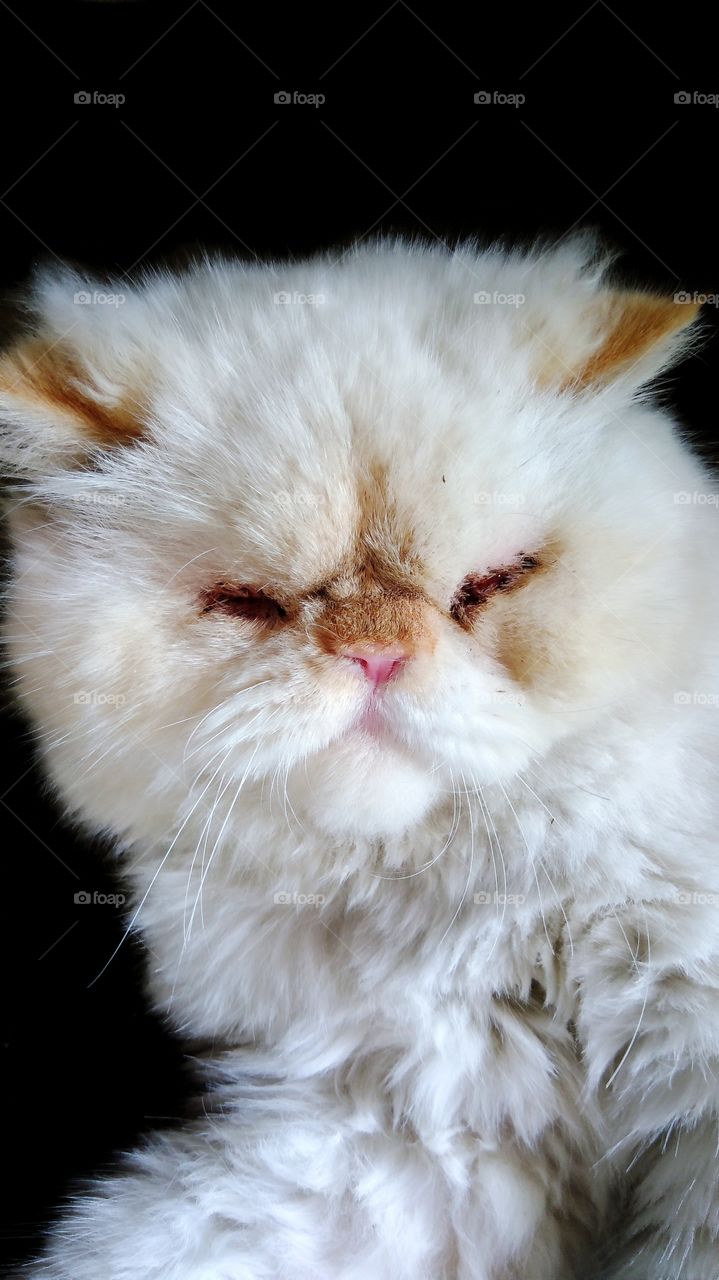 Wrinkle face of white cat
