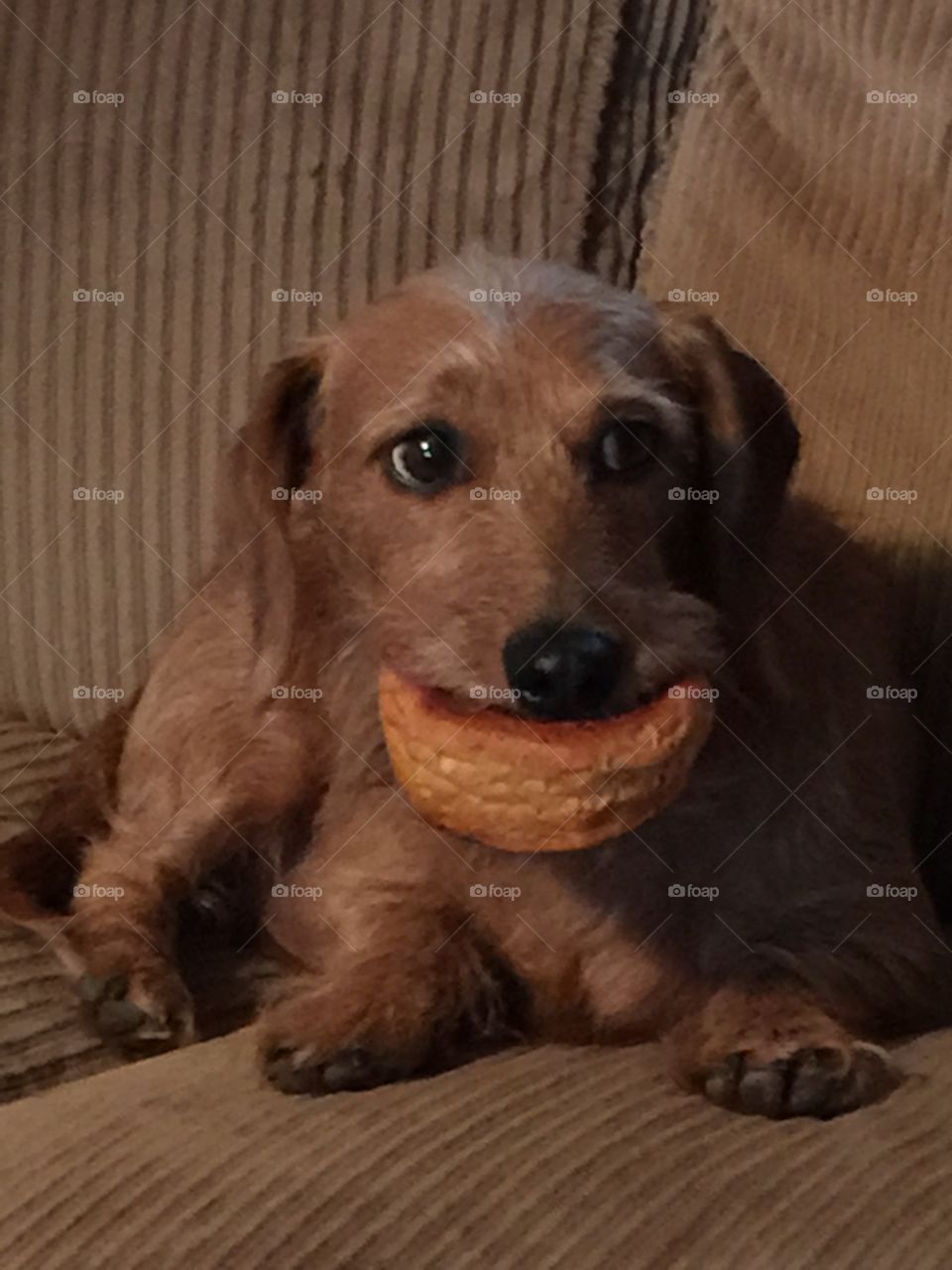 Snoopy a Wirehaired Daschund. Snoopy found a biscuit and decided he would not give it up. 