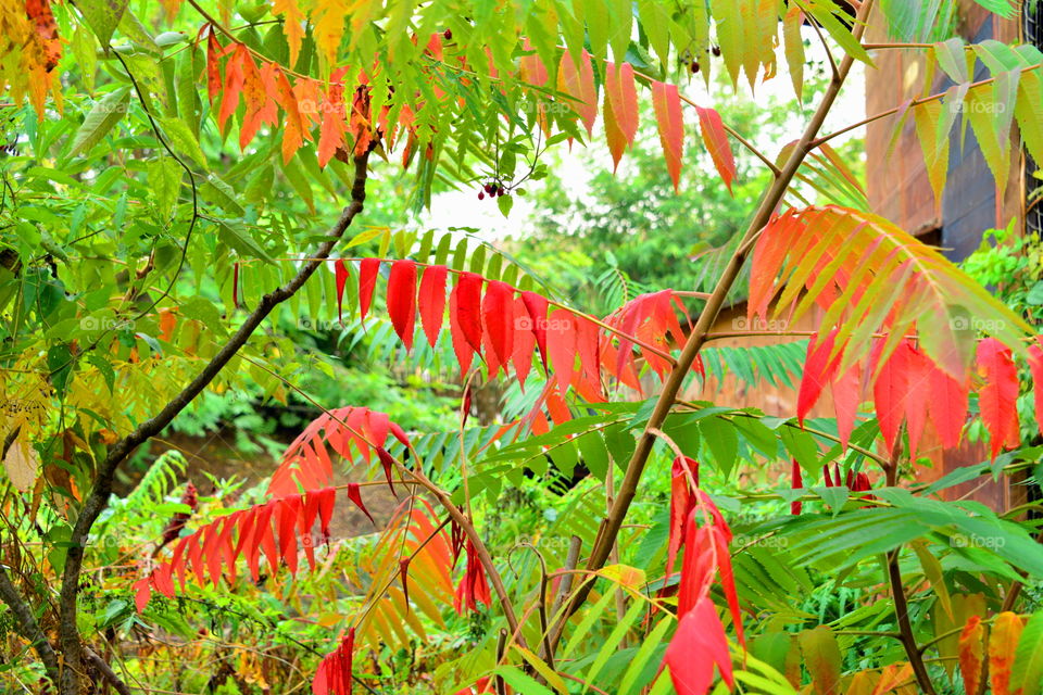 autumn, leaves