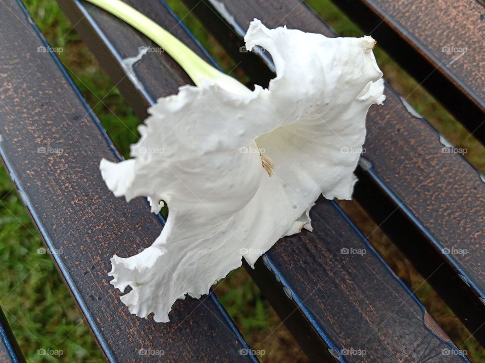 White Dolichandrone Serrulata Flower