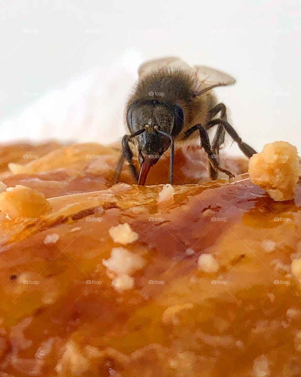 Bee honey breakfast 