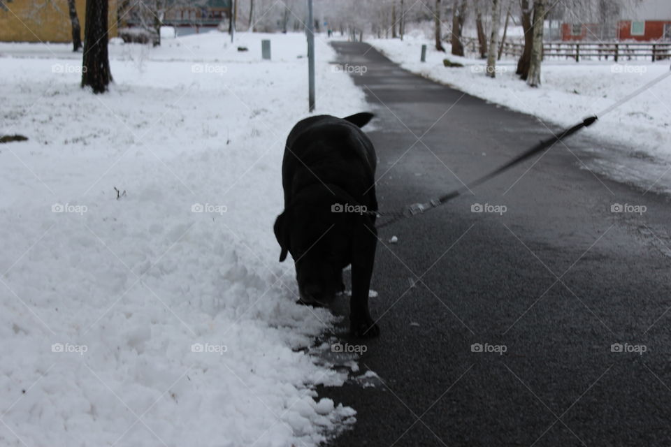 Walking the dog in winter. My dearly departed labrador, named Hamlet
2004/30/01-2015/07/30
Forever loved, forever missed