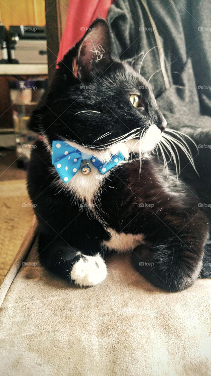Handsome cat with bowtie