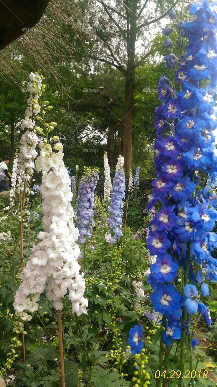 first look at spring