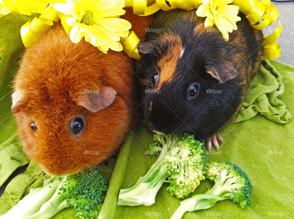 Although our guinea pigs have since died they were well loved by us all. Cocoa and Minty were lovely little critters and i wanted to include them in our recent zoo shots! Here they are happily munching away on broccoli and adorned with flowers.