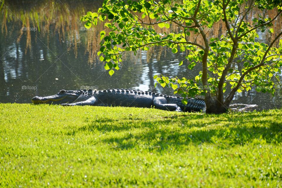 Resting place 