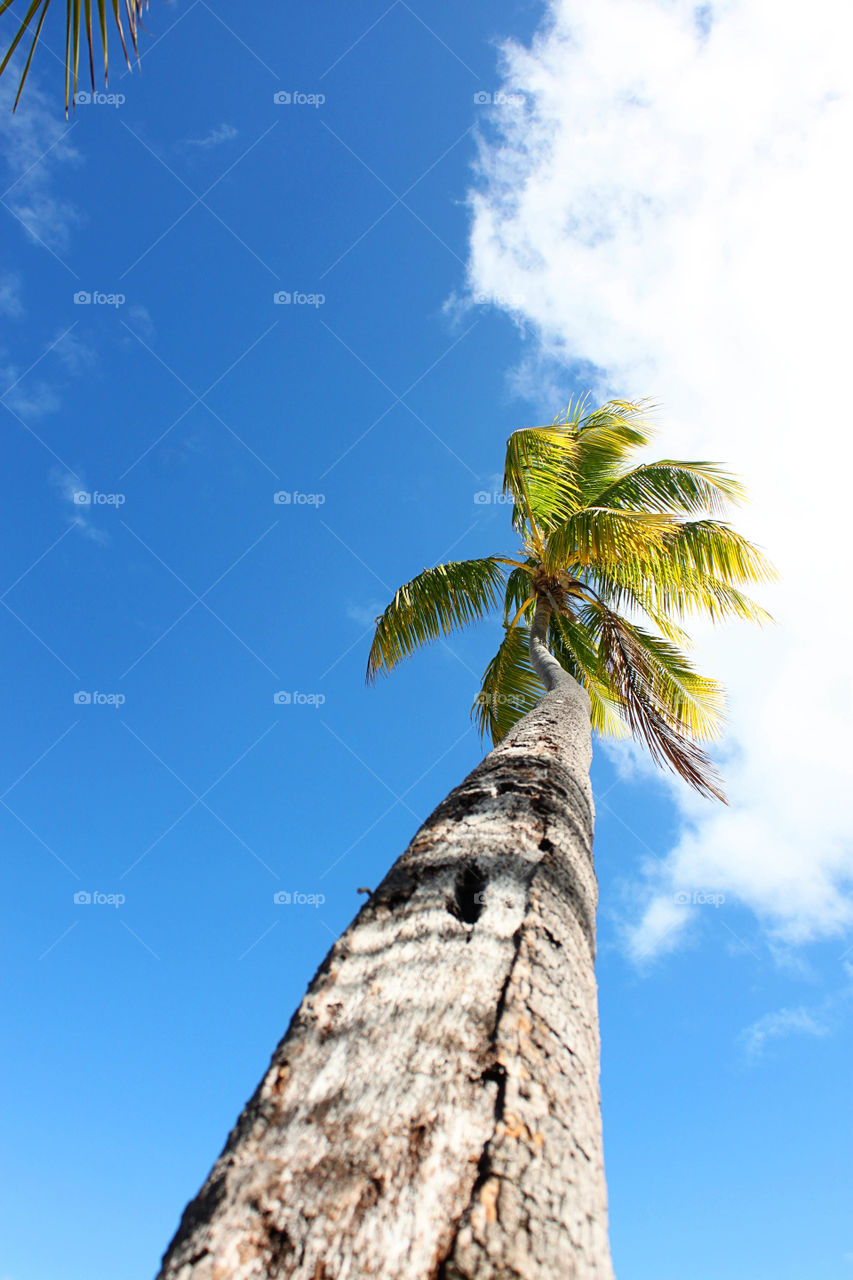 Low angle view of a palm tree