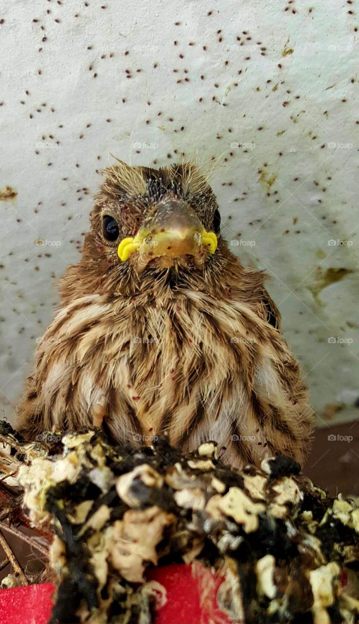 purple finch chick