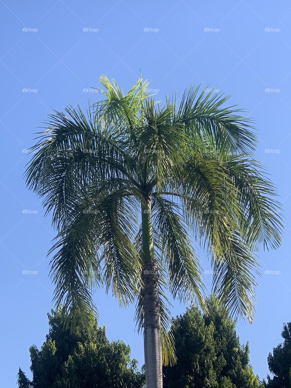 Palm tree image 