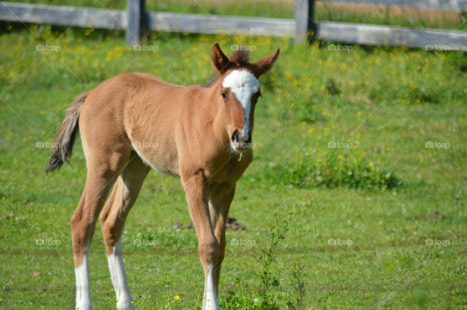 foal