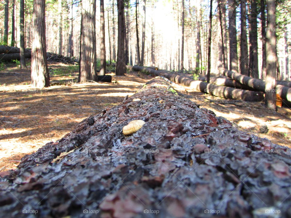 Yosemite National Park