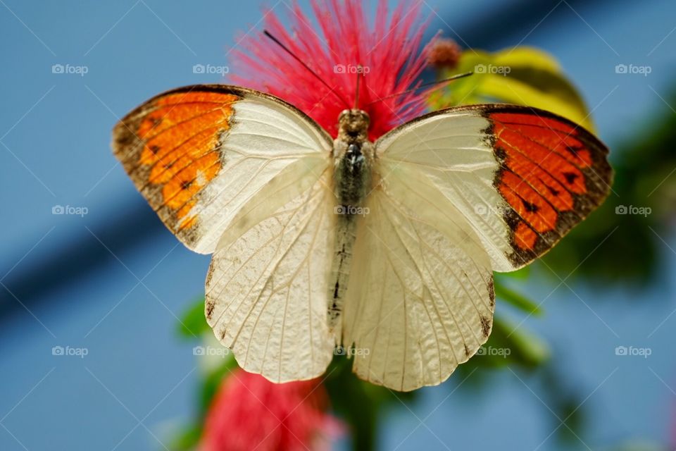Colorful Butterfly On A Tropical Flower, Closeup Of A Butterfly, Butterfly Wings Spread Out, Insect Photography 